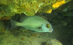 Plectorhinchus schotaf