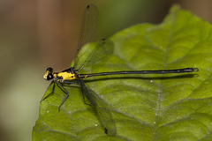 Austroargiolestes aureus