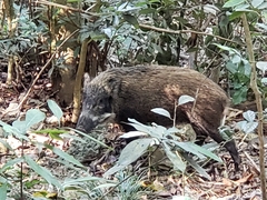 Sus scrofa moupinensis