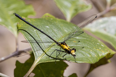 Austroargiolestes aureus