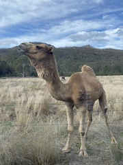 Camelus