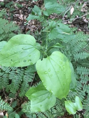 Smilax californica