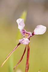 Diuris daltonii