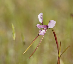 Diuris daltonii