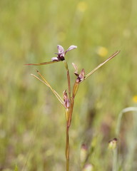 Diuris daltonii