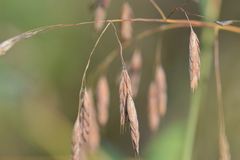 Bromus latiglumis