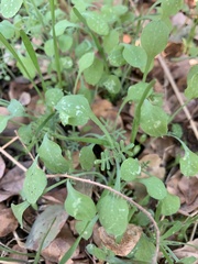 Pholistoma membranaceum