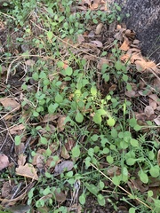 Pholistoma membranaceum