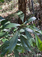 Planchonella chartacea