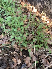 Pholistoma membranaceum