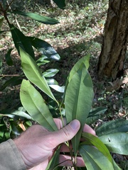 Planchonella chartacea