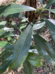 Planchonella chartacea