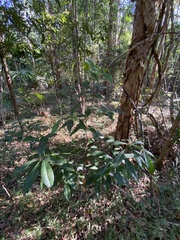 Planchonella chartacea