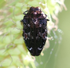 Brachys ovatus