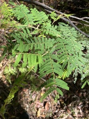 Acacia irrorata