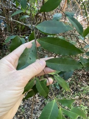 Melodinus australis