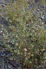 Artemisia macrocephala