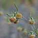 Artemisia macrocephala - Photo (c) petr_kosachev, algunos derechos reservados (CC BY-NC), subido por petr_kosachev