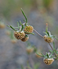 Artemisia macrocephala - Photo (c) petr_kosachev, some rights reserved (CC BY-NC), uploaded by petr_kosachev