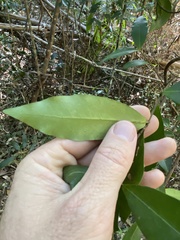 Melodinus australis
