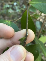 Melodinus australis