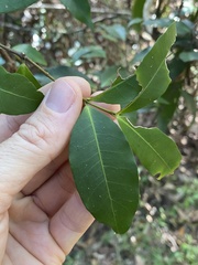 Melodinus australis