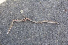 Tantilla