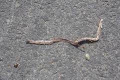 Tantilla