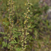 Artemisia santolinifolia - Photo (c) petr_kosachev, osa oikeuksista pidätetään (CC BY-NC), lähettänyt petr_kosachev
