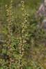 Artemisia santolinifolia - Photo (c) petr_kosachev, some rights reserved (CC BY-NC), uploaded by petr_kosachev