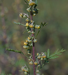 Artemisia santolinifolia