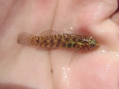 Eviota queenslandica