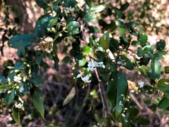 Jasminum didymum racemosum