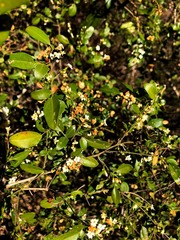 Jasminum didymum racemosum