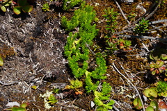 Diphasiastrum sitchense