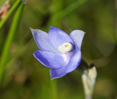 Thelymitra lucida