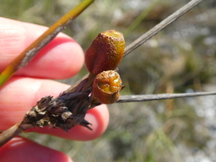 Bobartia longicyma