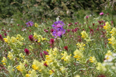 Centaurea fuscomarginata