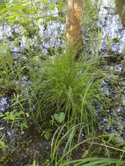 Carex nigra juncea