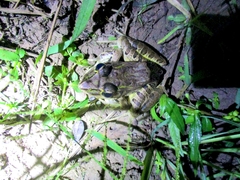 Lithobates