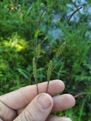 Carex nigra juncea