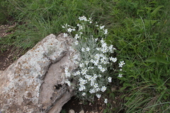 Cerastium biebersteinii