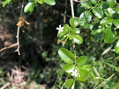 Jasminum didymum racemosum