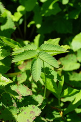 Sanguisorba stipulata