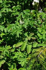 Sanguisorba stipulata