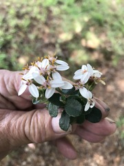 Olearia myrsinoides