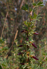 Caragana spinosa