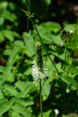 Sanguisorba stipulata