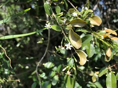 Jasminum didymum racemosum