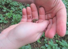 Pseudacris triseriata